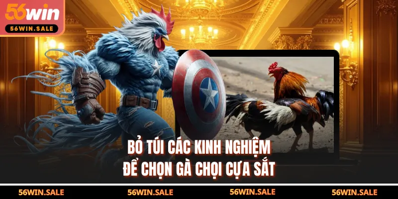 Bỏ túi các kinh nghiệm để chọn gà chọi cựa sắt